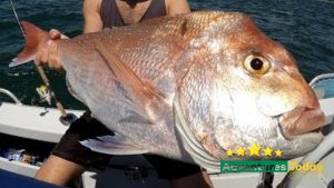 Snapper Fishing Gold Coast