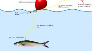 Live Bait Fishing Gold Coast
