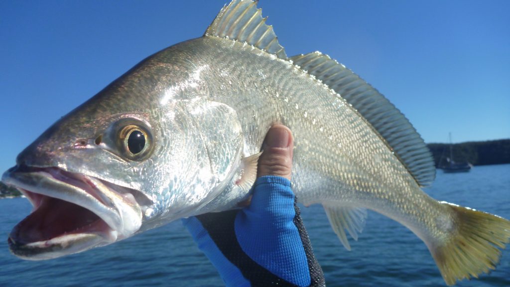 Gold Coast Mulloway Fishing