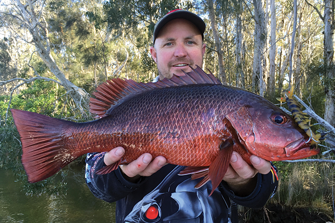 Mangrove Jack Fishing Gold Coast